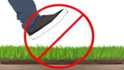 Beträd inte gräsmattan på 2 veckor! Självklart går det att gå på gräsmattan för att flytta på vattenspridare.