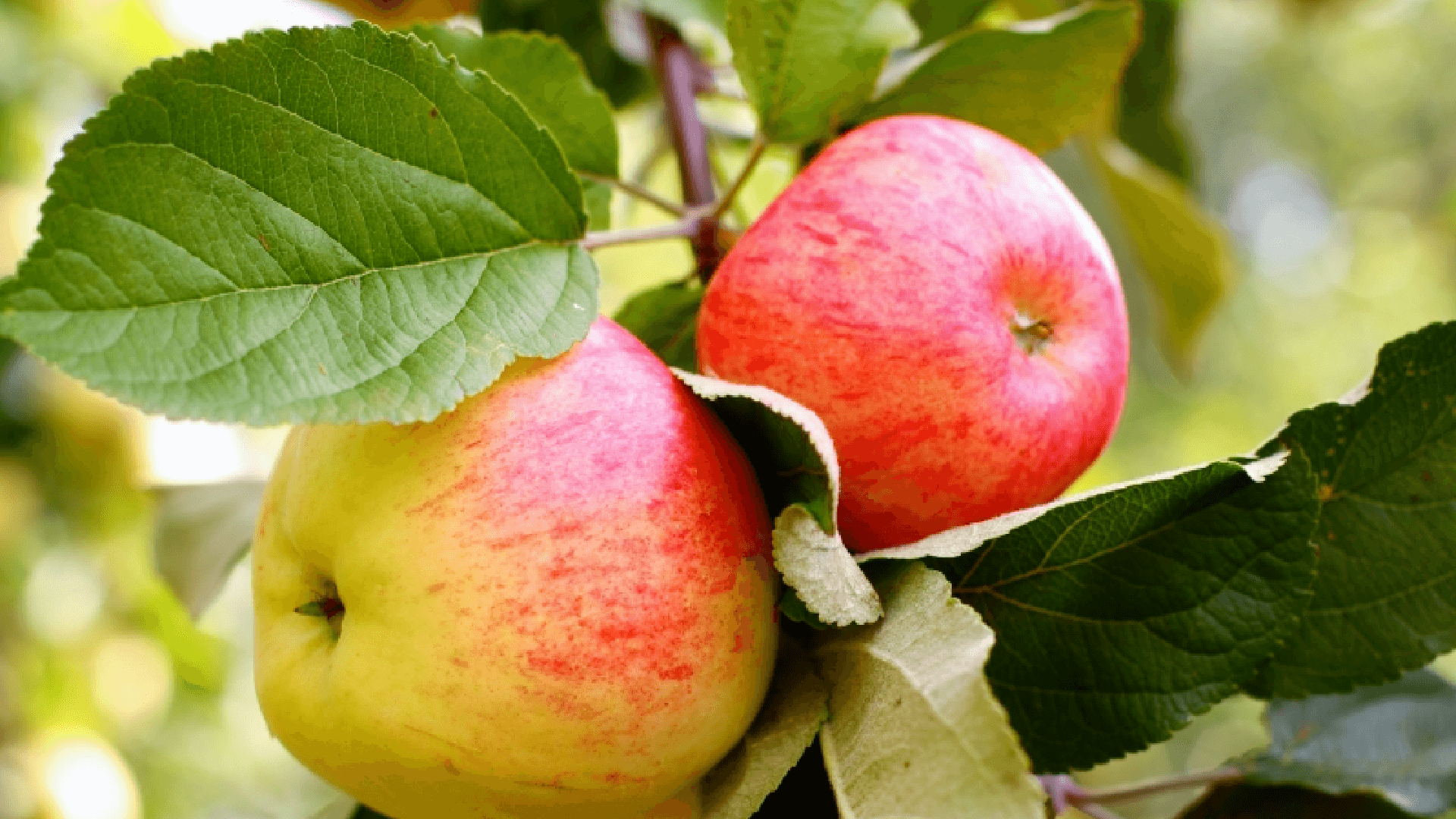 äpple-folke