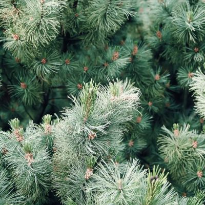 Pinus Mugo Mops