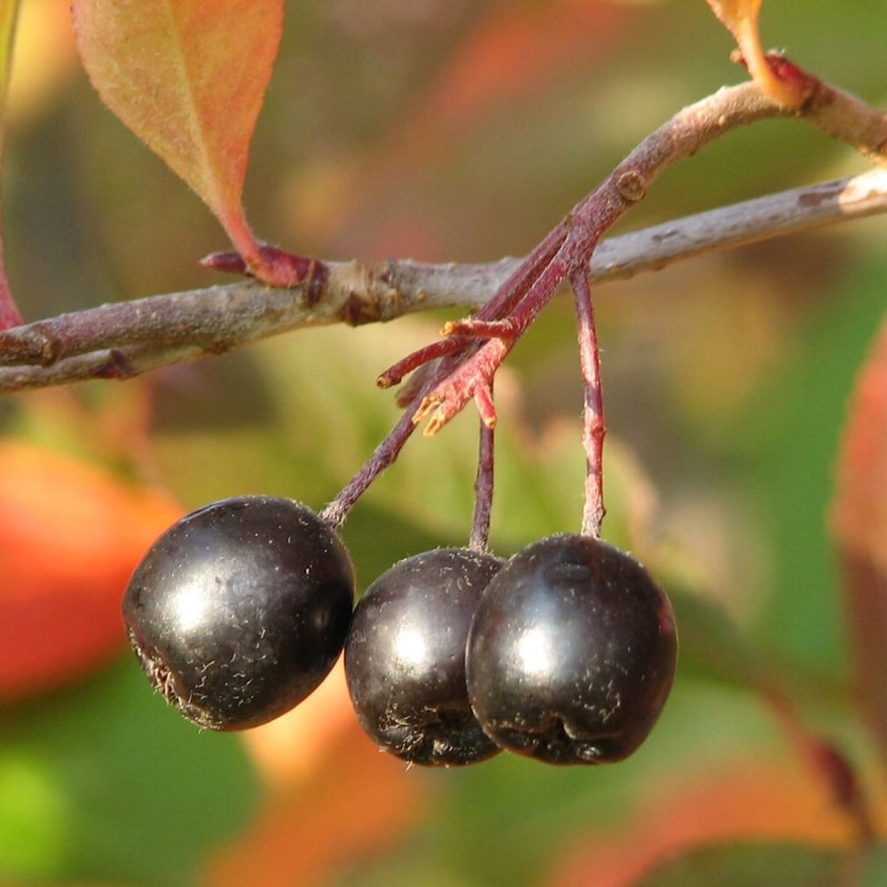 aronia